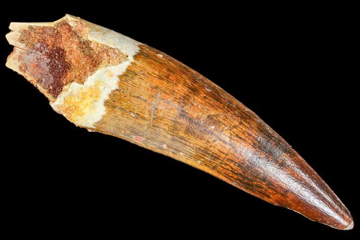 Beautiful, Spinosaurus Tooth - Partial Root #106742